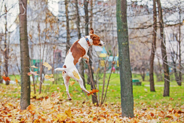Jack Russell Terrier playing in the Park.dog jumps for leaves.Cute dog in autumn leaves