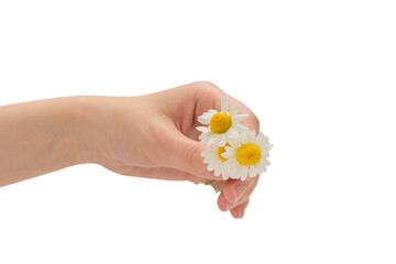 Bouquet of daisies isolated on white.