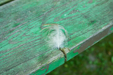 feather on wood