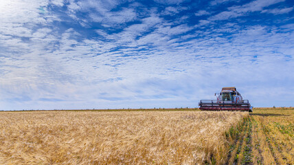 Obraz premium Beautiful blue sky with white clouds over wheat fields during harvest