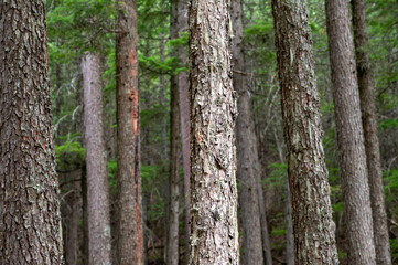 Obraz premium tree trunk in the forest