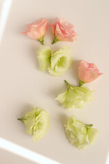 Obraz na płótnie Canvas Eustoma fresh flowers flat lay, tender pastel floral photography background