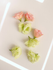 Eustoma fresh flowers flat lay, tender pastel floral photography background