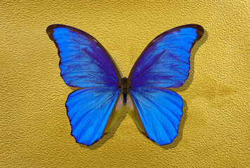 Obraz na płótnie Canvas a sheet of watercolor paper painted with gold paint and bright blue morpho butterfly