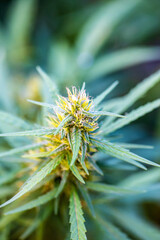 Naklejka na ściany i meble Marijuana bud flowers of cannabis