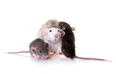 rat and mouses