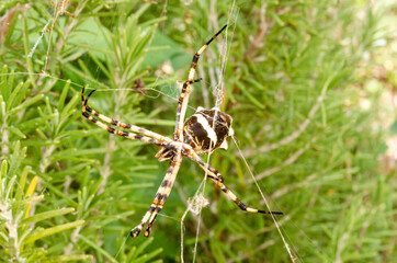 Belly Of  Silver Argiope Spider