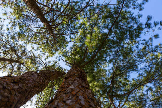 The pine forest often appears in high mountains. Under khasiya Pine (Pinus kesiya) with worm eye view concept. Old large tree in the forest.
