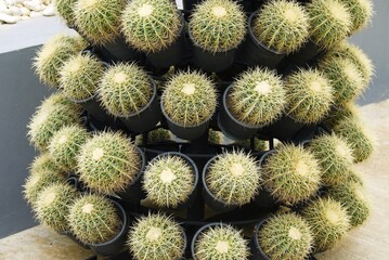 Cactus in the garden , selective focus .