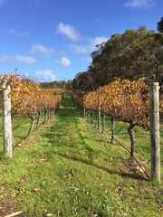 Margaret River vineyard