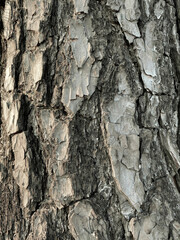 Texture of old tree for background image