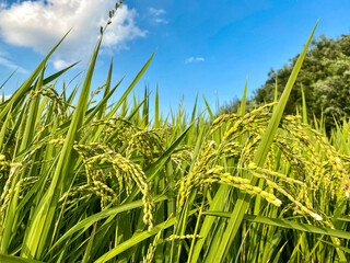 Autumn rice field with blue sky