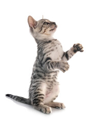 bengal kitten in studio