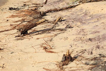 dead tree in the desert