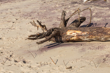 the root of the tree after the storm lies on the beach