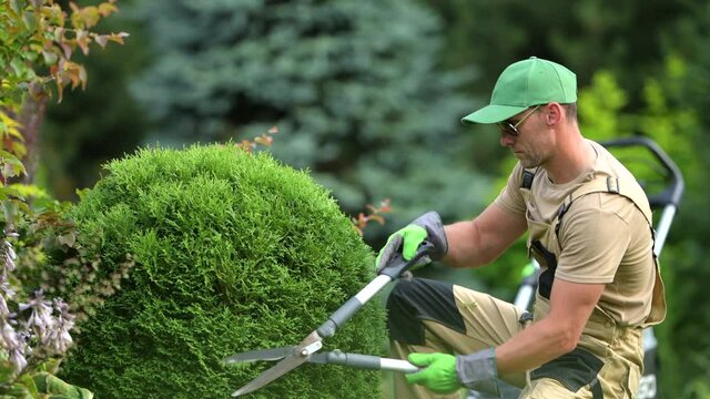 Skillful Male Gardener Pruning Bushes To Promote Healthy Growth And Alluring Appearance Of Plants. Landscape  Routine Maintenance And Upkeep. 