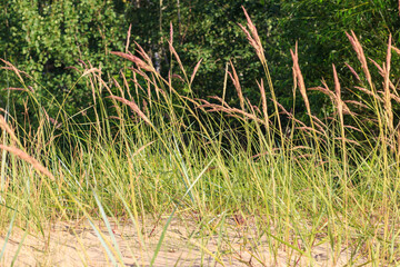 green grass in the sand 