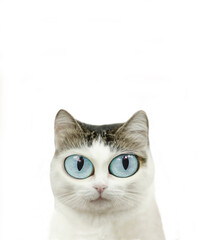 funny blue eyed cat close up portrait isolated on white