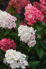 beautiful lush hydrangea flowers in the garden. the flowering plant is white to dark pink in color. close-up, soft focus