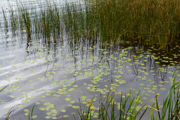 Steinhuder Meer, Niedersachsen