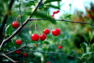 Ripe cherry on a branch.