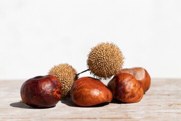 Autumn still life: fruits of chestnut and sycamore on a wooden board in sunlight, close-up on a white background