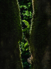 tree ferns - Baumfarne