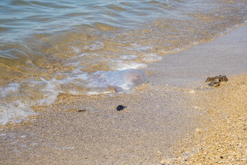 Dead large jellyfish on the sand of the sea beach on a summer day. Waves wash over the body of the jellyfish. A marine animal posing a danger to tourists having a rest at sea. High quality photo