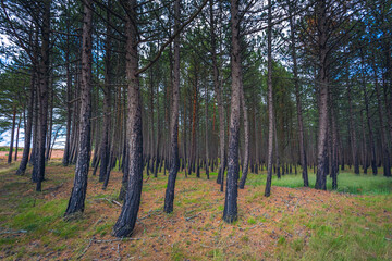 Obraz premium Pine forest after a fire in Lithuania