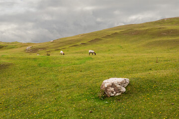 Sheep in a field, West of Ireland, Cloudy sky, Green grass.