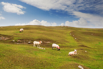 Fototapeta premium Sheep grazing grass in a field, West of Ireland, Beautiful cloudy sky, Green grass. One sheep resting on the ground.