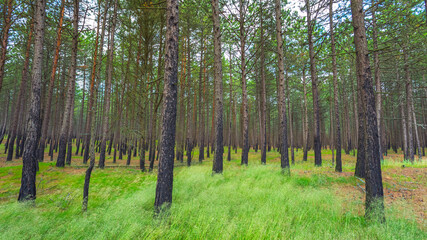 Pine forest after a fire in Lithuania