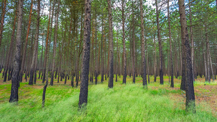 Pine forest after a fire in Lithuania