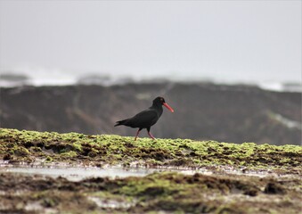 Oyster Catcher 9