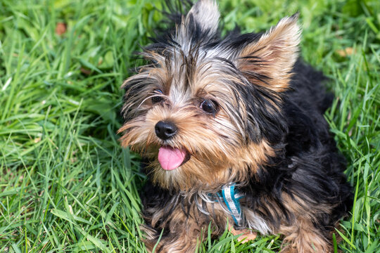 A cute Yorkshire terrier puppy is sitting on the green grass, the dog is hiding in the grass. Can be used as a postcard