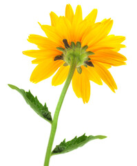 Yellow daisy blossom