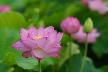 Obraz premium 大輪