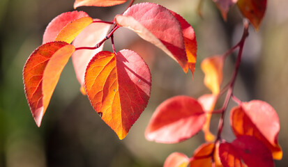Red leaves on the tree in autumn.