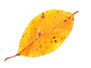 Autumn leaf isolated on white background.