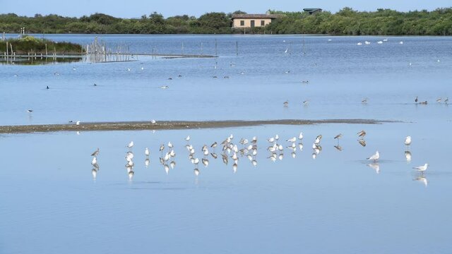 Groupe d'oiseaux composé de barges à queue noires et de mouettes rieuses posées sur un plan d'eau du parc ornithologique de Le Teich avec ciel bleu. Envol et amerrissage. Plan fixe. Avec reflets.


