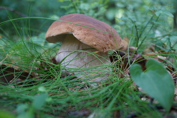 edible mushroom in the forest