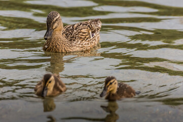 mother and little ducks in the water