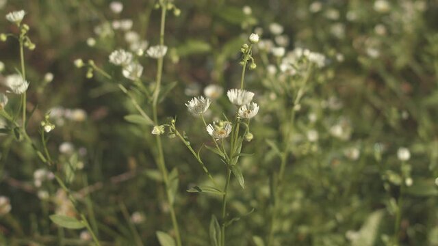 Tiny White Flowering Weeds Blowing In The Wind - Closeup Shot