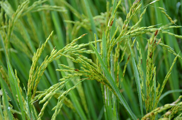 the green ripe paddy plant grains in the field meadow.