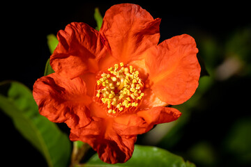 orange flower