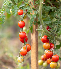 Ripe tomatoes on the plant in summer.