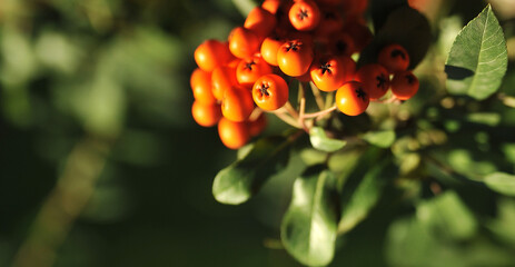 Ripe rowanberry on autumn background. 