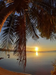 palm trees at sunset