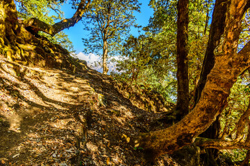 This is the view enroute to Khalia top trekk trail through Himalayas wooded landscape at Munsiyari. Khalia top is at an altitude of 3500m himalayan region of Kumaon, Uttarakhand, India.