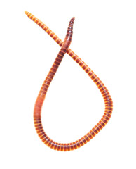 Earthworm on a white background.